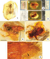 Sivun Aethiopomyia kuva