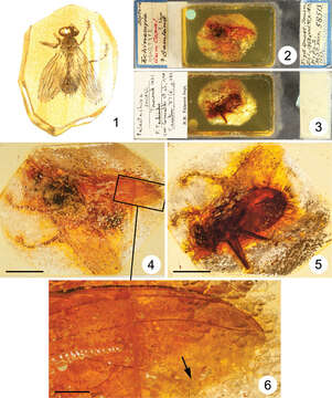 Image of Aethiopomyia