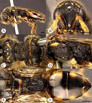 Image of Cleptes flavolineatus Wei, Rosa & Xu 2013