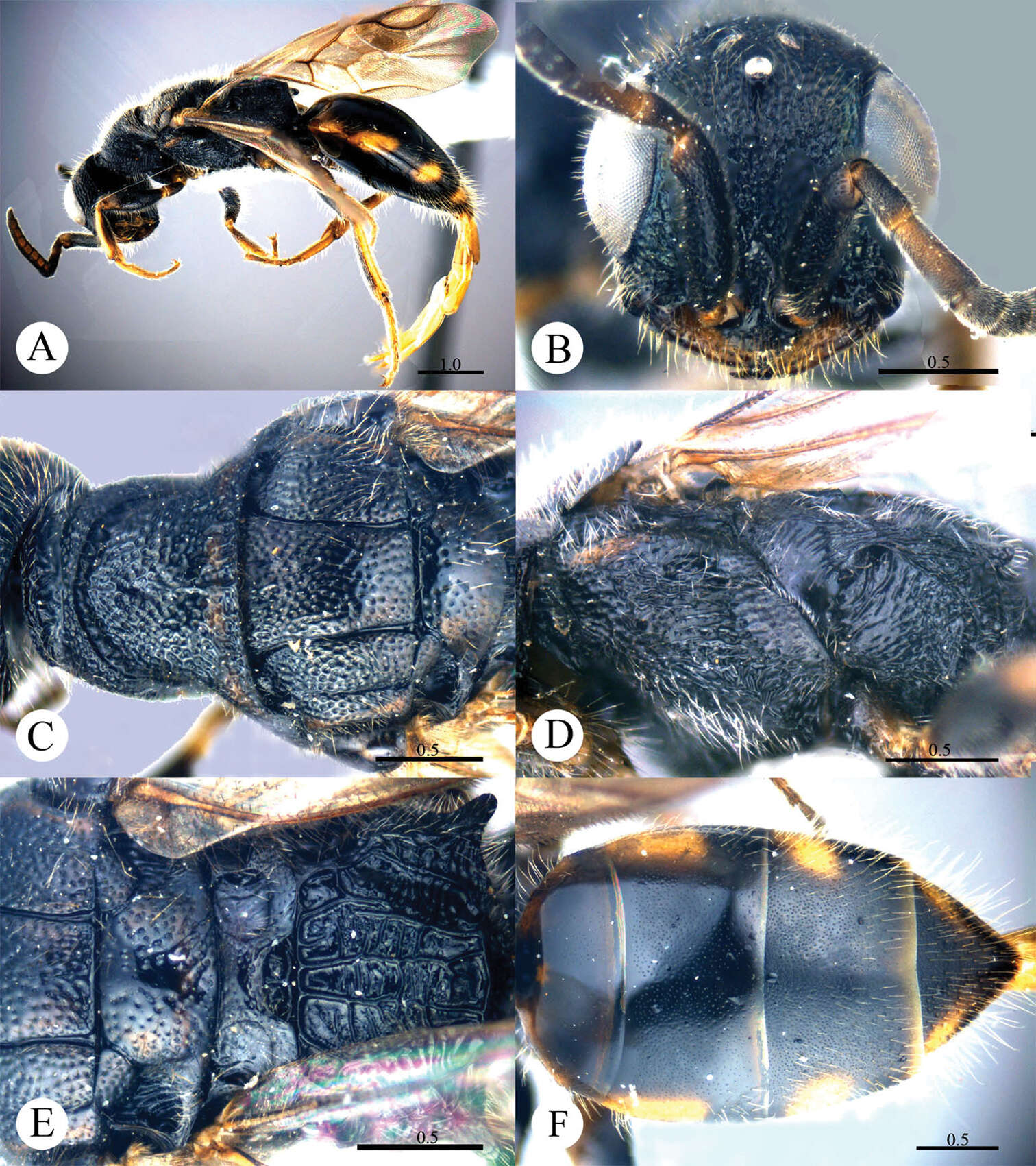 Image of Cleptes niger Wei, Rosa & Xu 2013