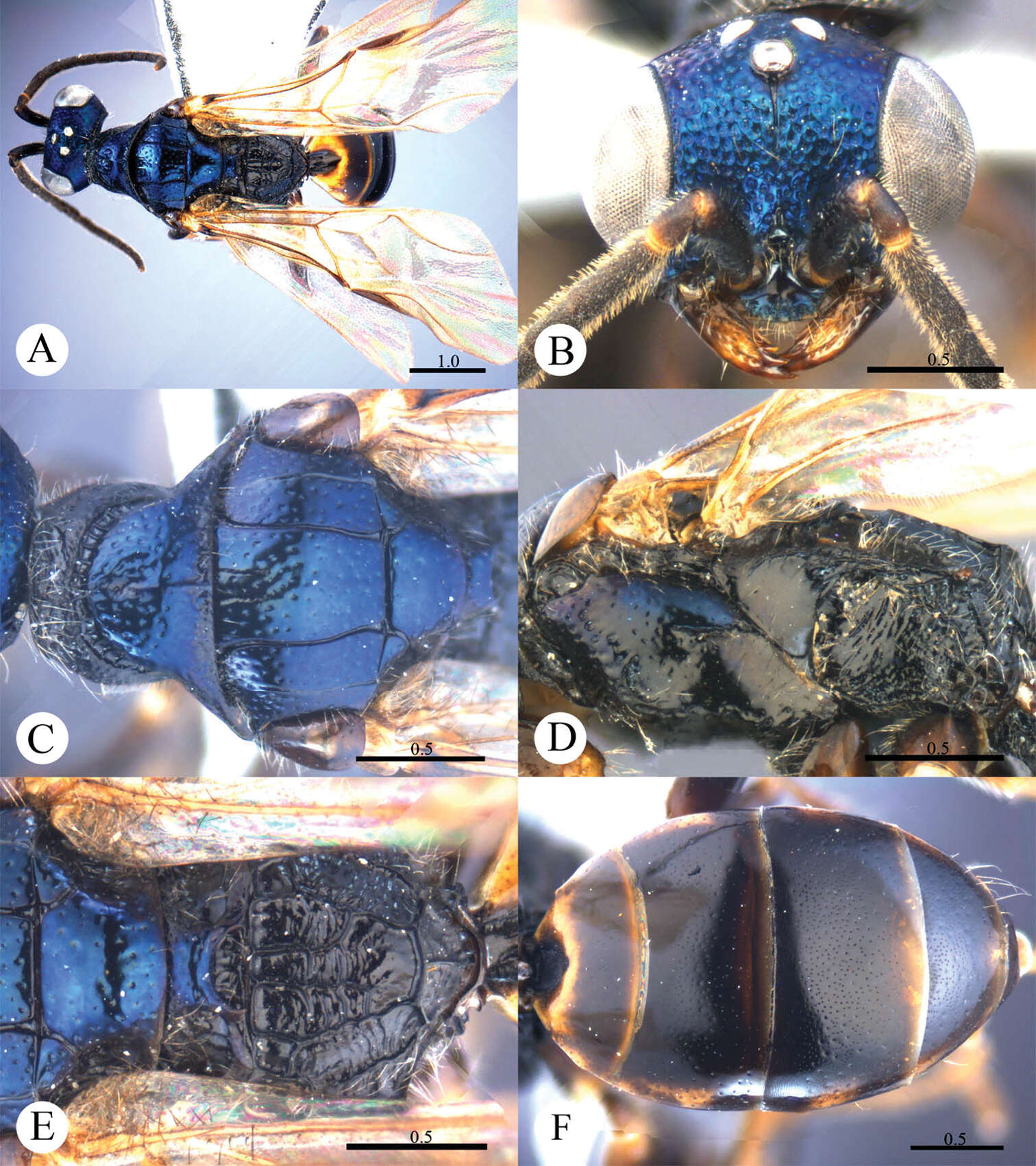 Image of Cleptes sinensis Wei, Rosa & Xu 2013