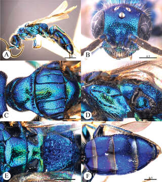 Image of Cleptes villosus Wei, Rosa & Xu 2013