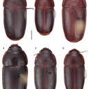 Image of Pseudomorpha (Pseudomorpha) huachinera Amundson & Erwin 2013