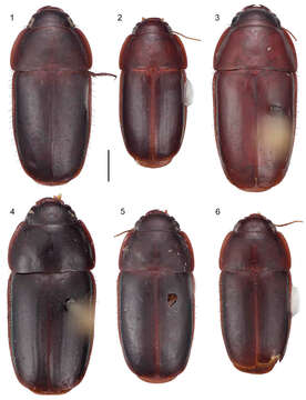 Image of Pseudomorpha (Pseudomorpha) huachinera Amundson & Erwin 2013