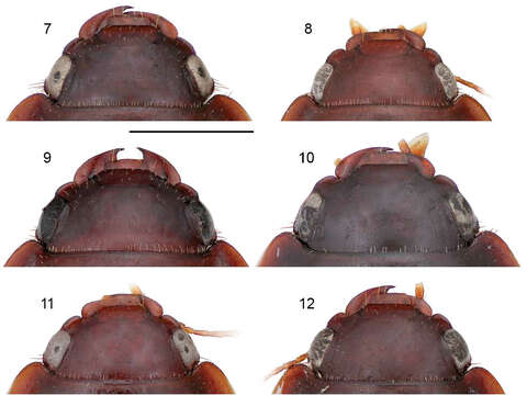 Image of Pseudomorpha (Pseudomorpha) huachinera Amundson & Erwin 2013