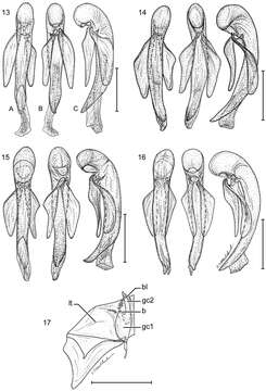 Image of Pseudomorpha (Pseudomorpha) huachinera Amundson & Erwin 2013