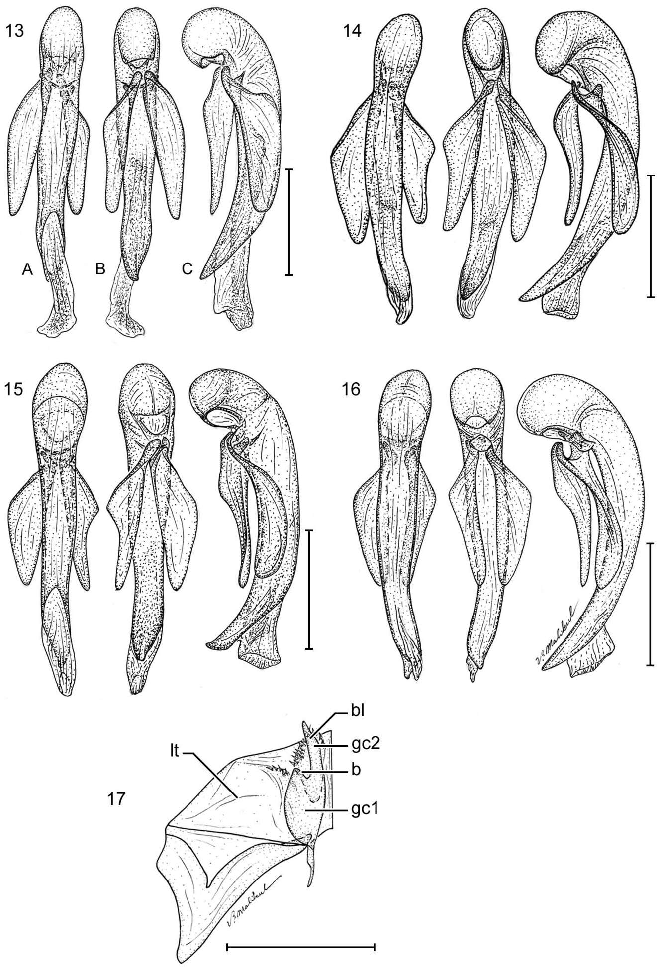 Image of Pseudomorpha (Pseudomorpha) huachinera Amundson & Erwin 2013