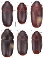 Image of Pseudomorpha (Pseudomorpha) penablanca Amundson & Erwin 2013