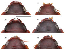 Image of Pseudomorpha (Pseudomorpha) penablanca Amundson & Erwin 2013