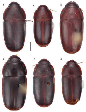 Image of Pseudomorpha (Pseudomorpha) pima Amundson & Erwin 2013