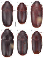 Image of Pseudomorpha (Pseudomorpha) santacruz Erwin & Amundson 2013