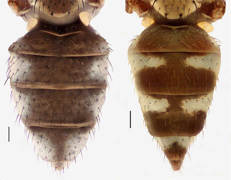 Image of Hydrochasma spinosum Mathis & Zatwarnicki 2013