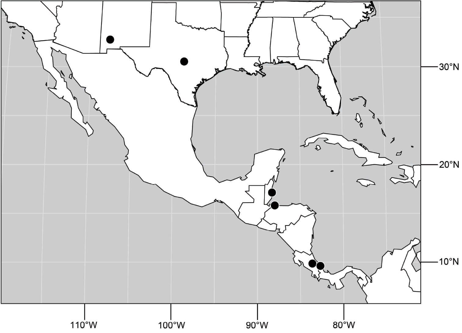 Image of Hydrochasma williamsae Mathis & Zatwarnicki 2013