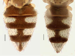 Image of Hydrochasma dolabrutum Mathis & Zatwarnicki 2013