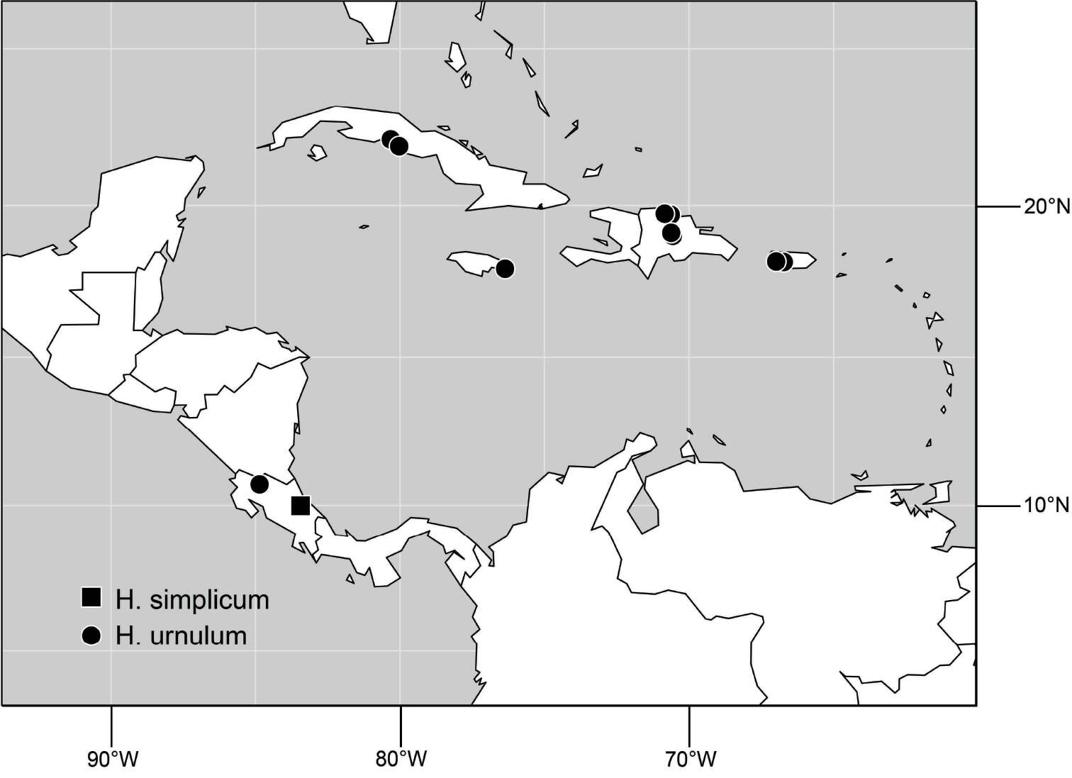 Image of Hydrochasma simplicum Mathis & Zatwarnicki 2013