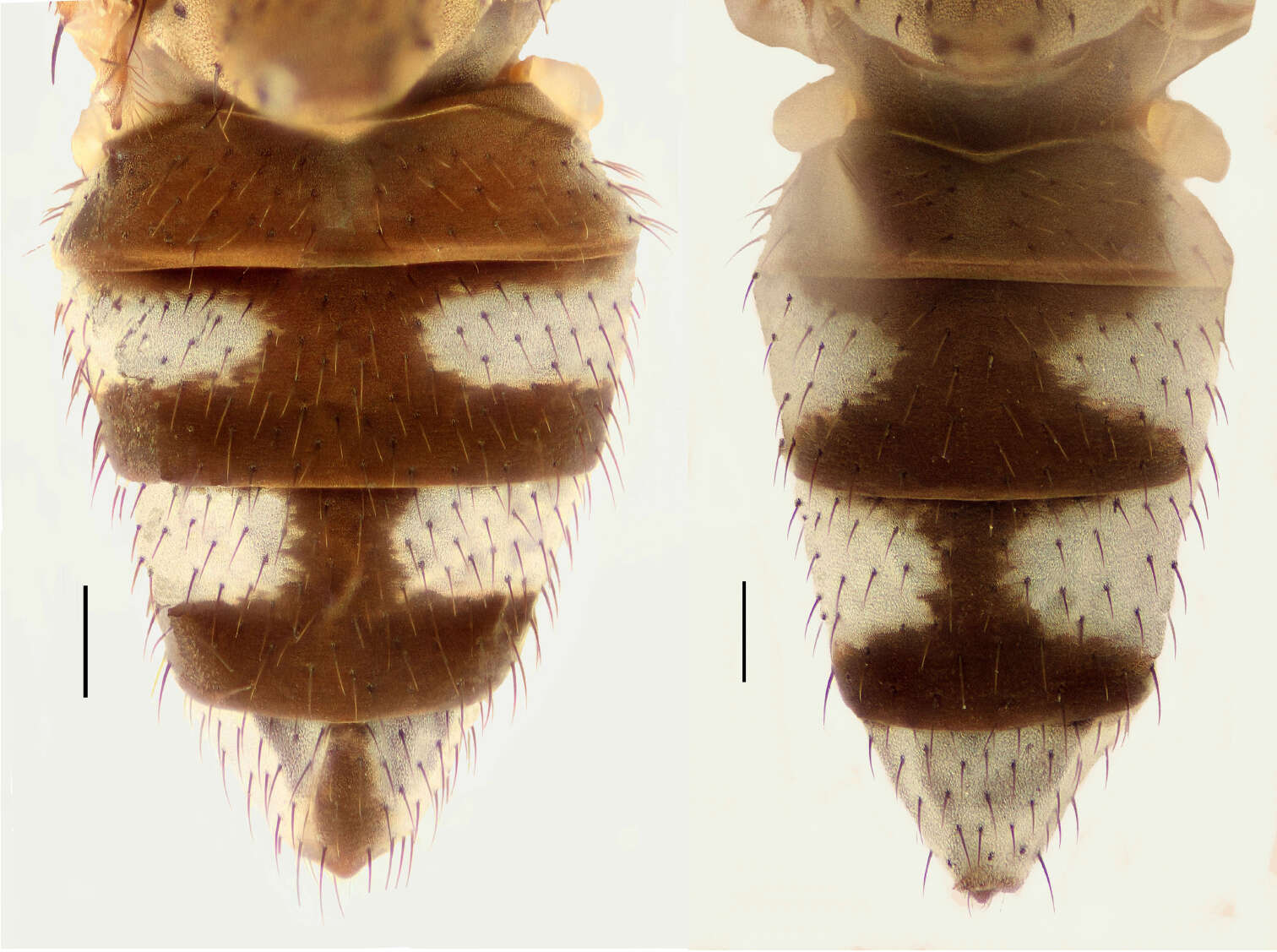 Image of Hydrochasma urnulum Mathis & Zatwarnicki 2013
