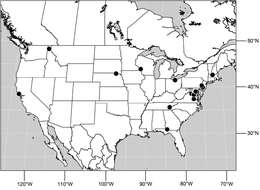 Image of Hydrochasma garvinorum Mathis & Zatwarnicki 2010