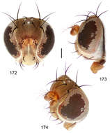 Image of Hydrochasma leucoproctum (Loew 1861)