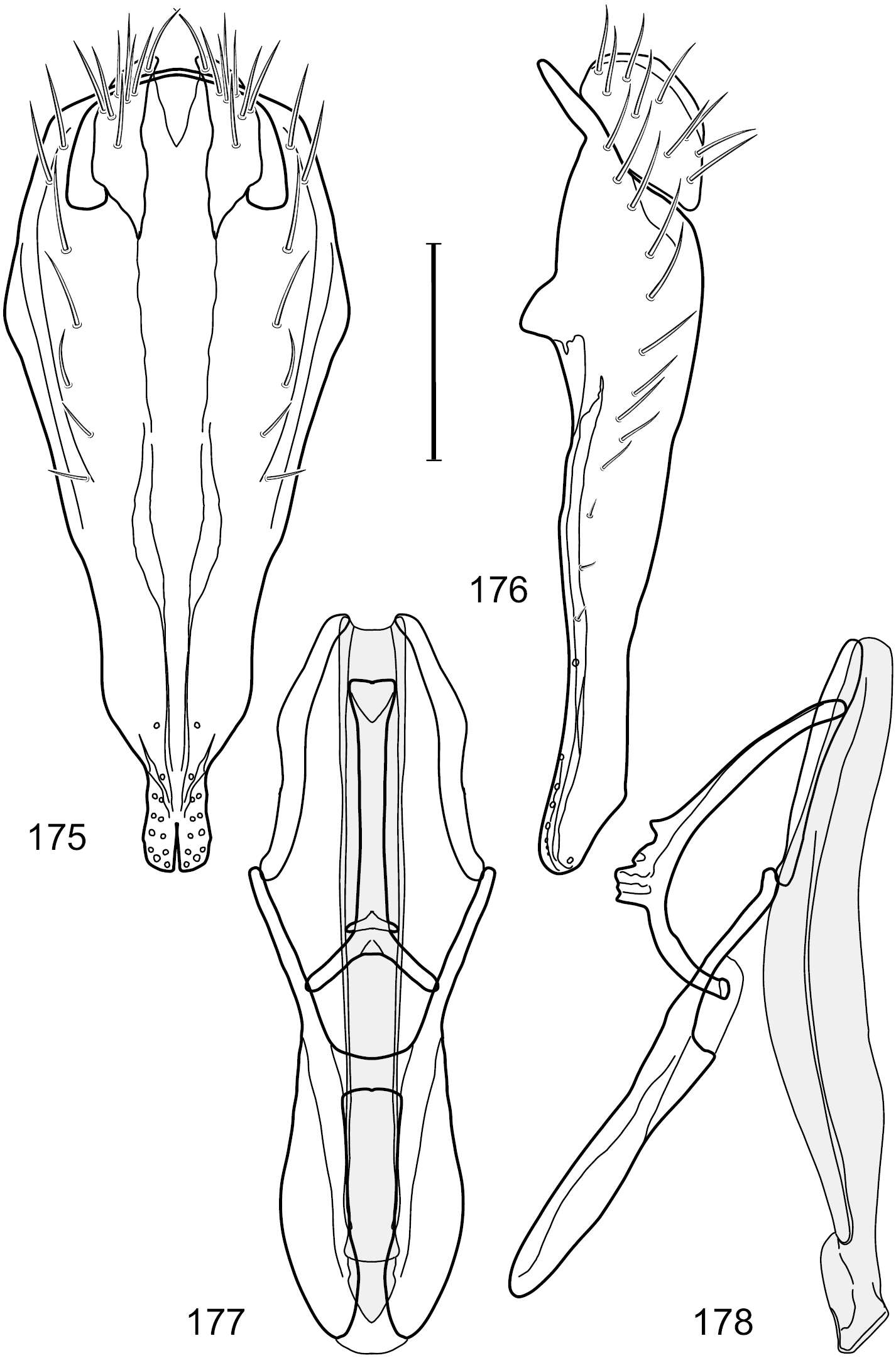 Image of Hydrochasma leucoproctum (Loew 1861)