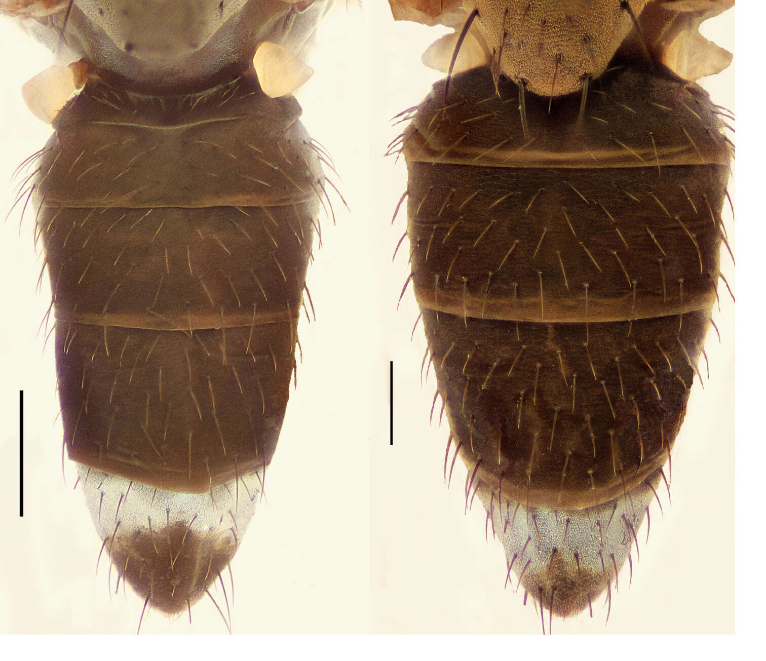 Image of Hydrochasma leucoproctum (Loew 1861)