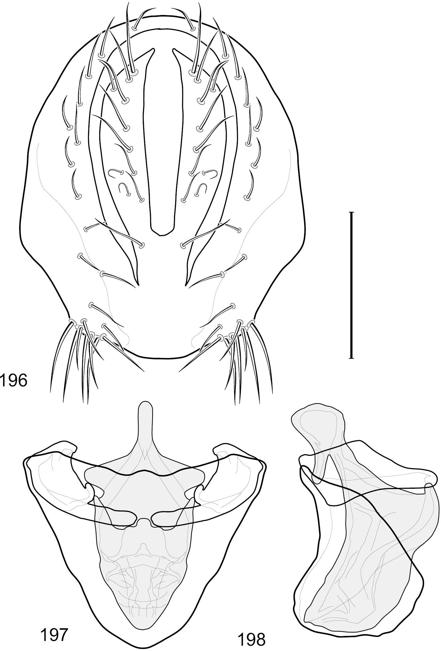 Image of Discocerina buccata (Cresson)