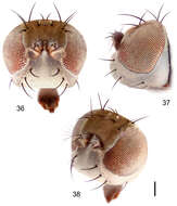 Image of Hydrochasma sinuatum Mathis & Zatwarnicki 2013