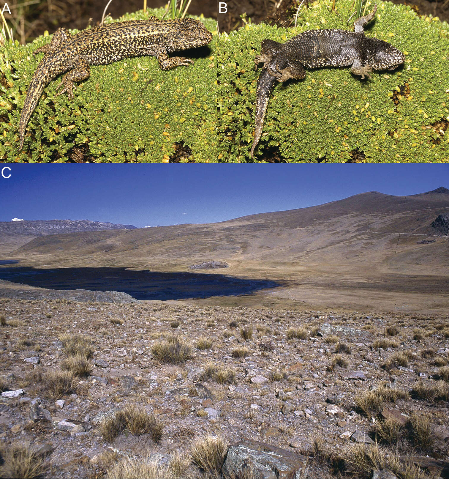 Plancia ëd Liolaemus chavin Aguilar, Wood, Cusi, Guzmán, Huari, Lundberg, Mortensen, Ramírez, Robles, Suárez, Ticona, Vargas & Ve