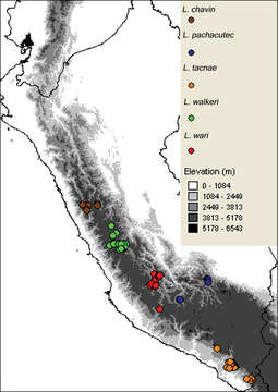 Image of Liolaemus pachacutec Aguilar, Wood, Cusi, Guzmán, Huari, Lundberg, Mortensen, Ramírez, Robles, Suárez, Ticona, Vargas & Ve