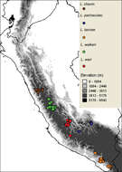 Plancia ëd Liolaemus wari Aguilar, Wood, Cusi, Guzmán, Huari, Lundberg, Mortensen, Ramírez, Robles, Suárez, Ticona, Vargas & Ve