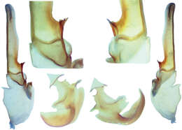 صورة Pseudouroctonus peccatum Tate, Riddle, Soleglad & Graham 2013