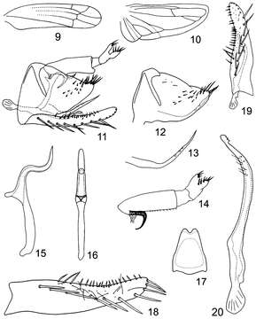 Image of Lumicella