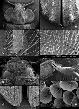 Image of Gymnocheilis