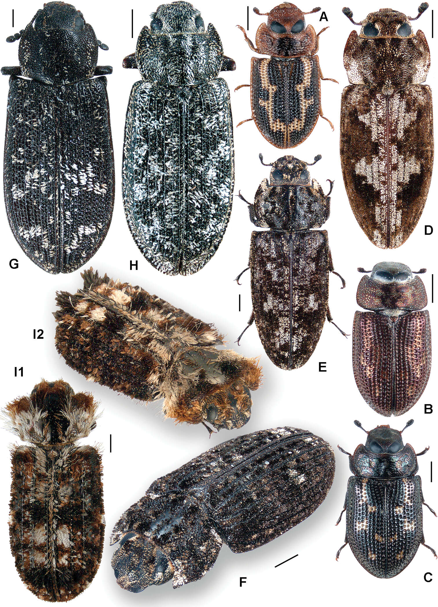 Слика од Trogossitinae