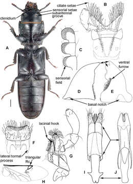 Image of Bark-gnawing, Checkered and Soft-winged Flower Beetles