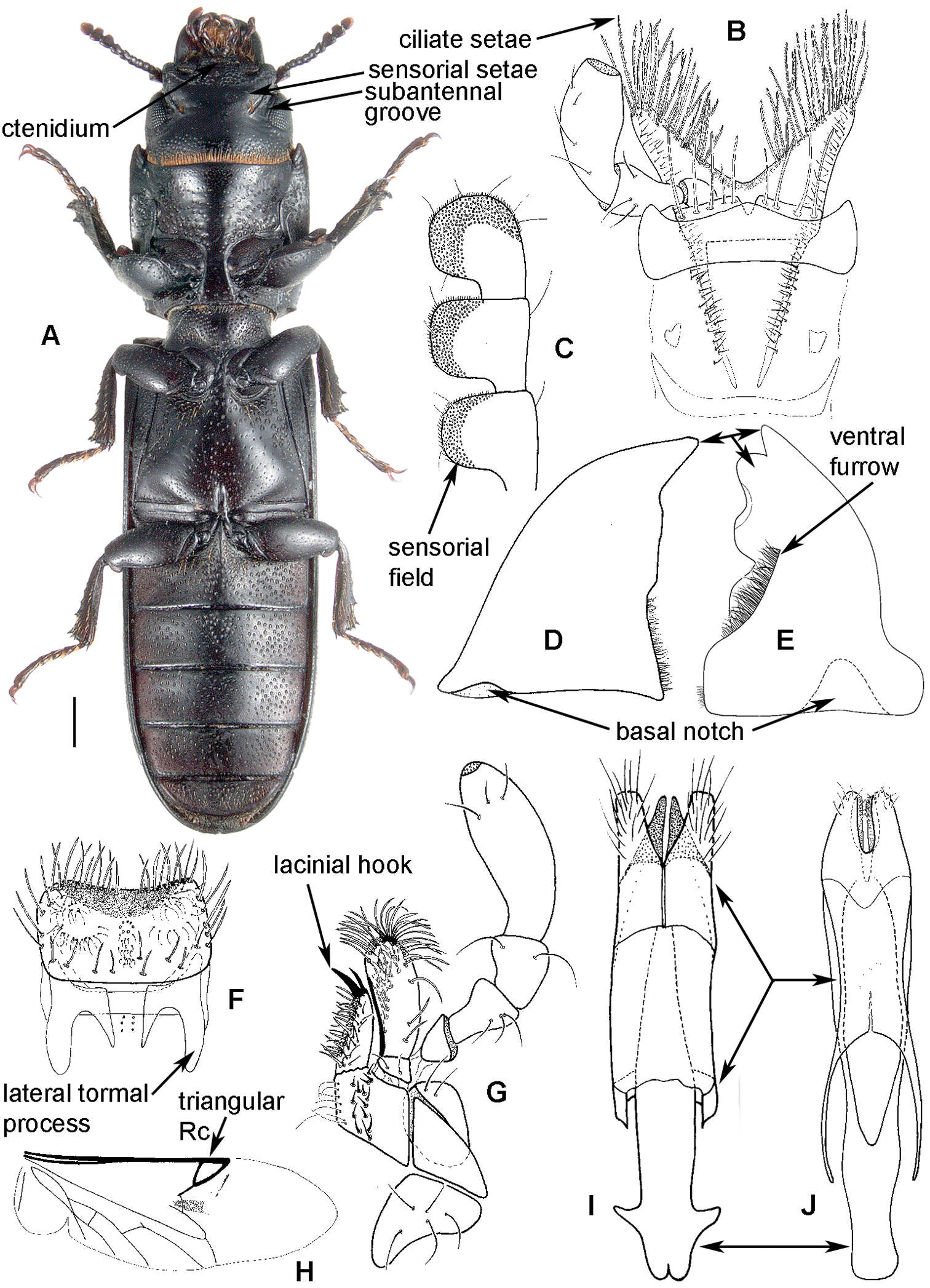 Image of Bark-gnawing, Checkered and Soft-winged Flower Beetles