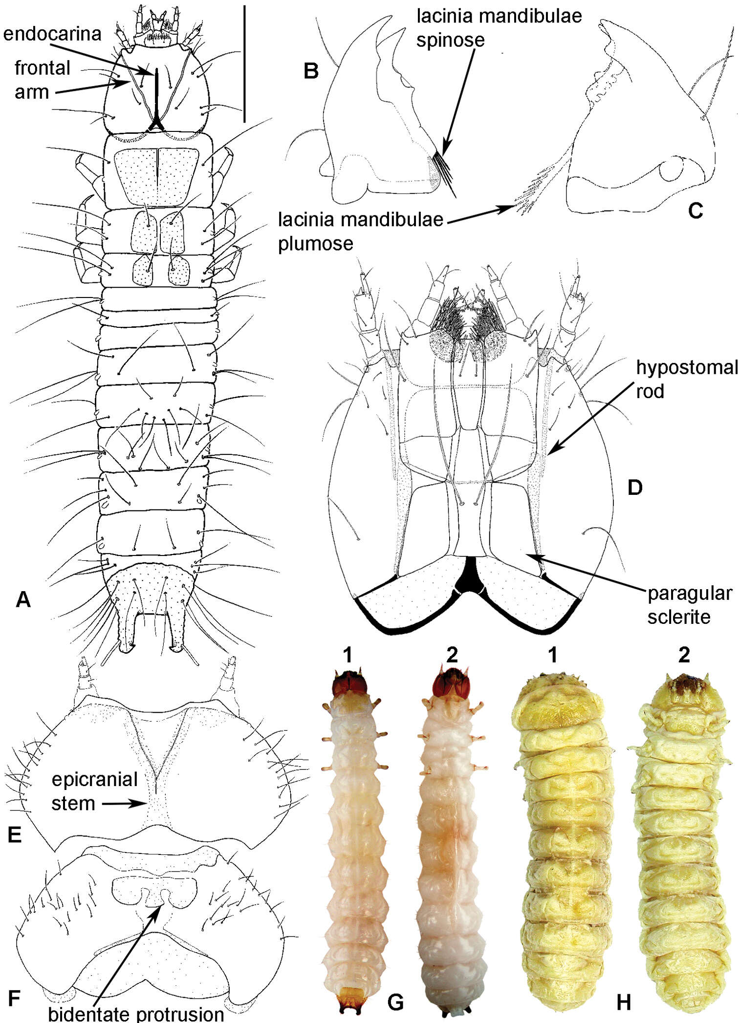 Image of Bark-gnawing, Checkered and Soft-winged Flower Beetles