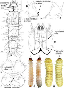 Image de Cleroidea