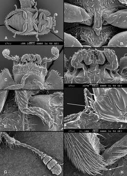 Image of Colydiopeltis Ślipiński 1992