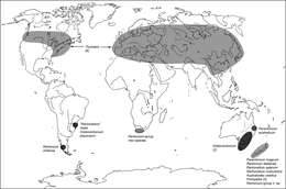 Image de Globorentonium