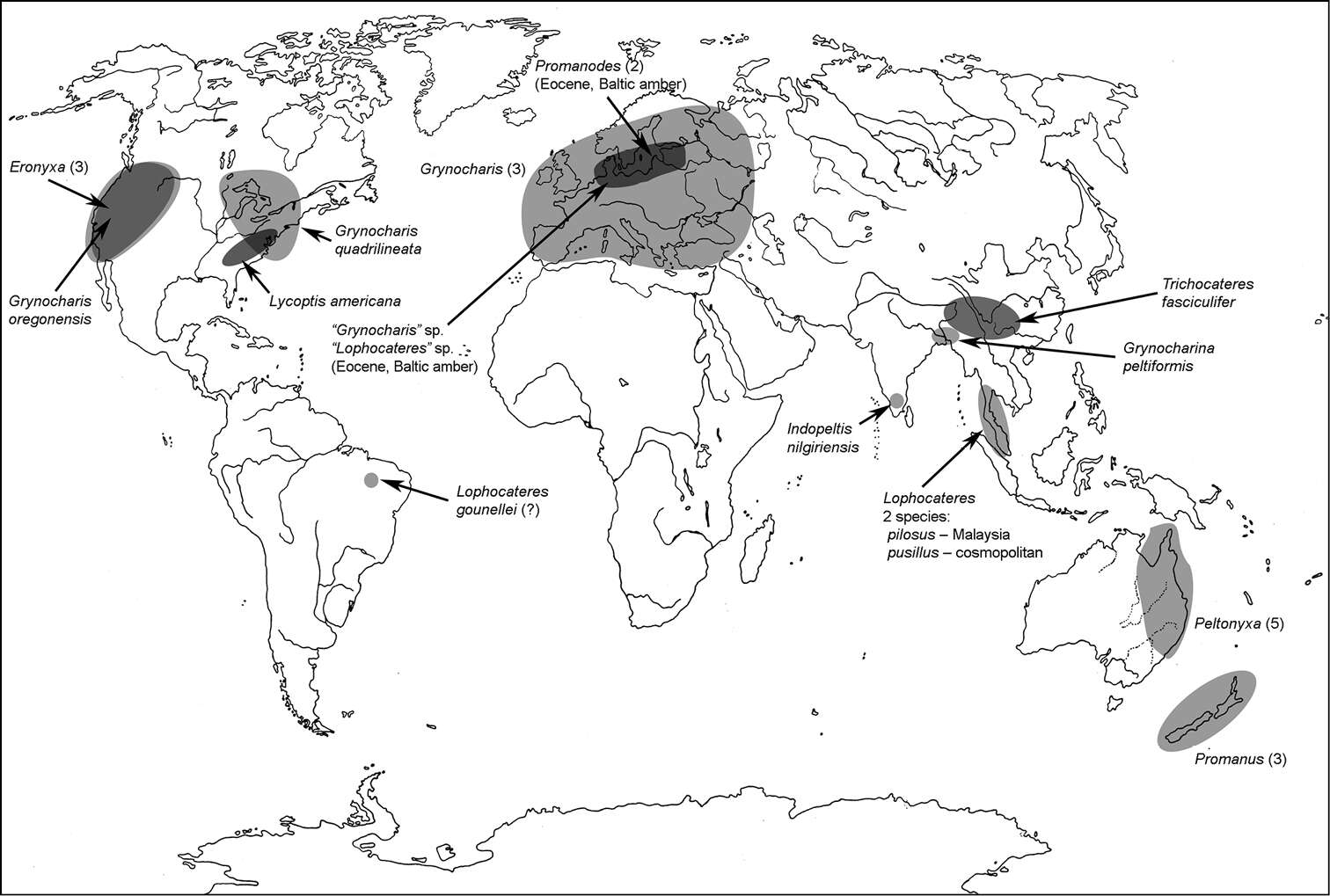 Image of Indopeltis Crowson 1966