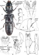 Image of Peltonyxa Reitter 1876