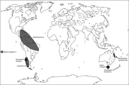 Image of Calanthosoma Reitter 1876