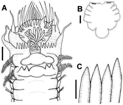 Image of Terebelliformia