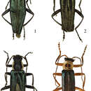 <i>Taiwanocantharis thibetanomima</i> Wittmer 1997的圖片