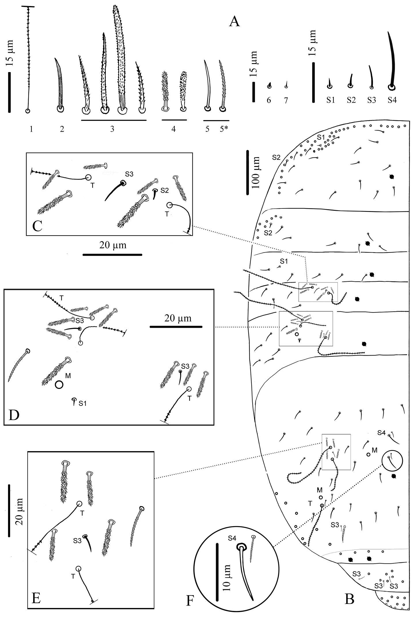 Cyphoderidae resmi