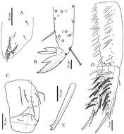 صورة Cyphoderidae