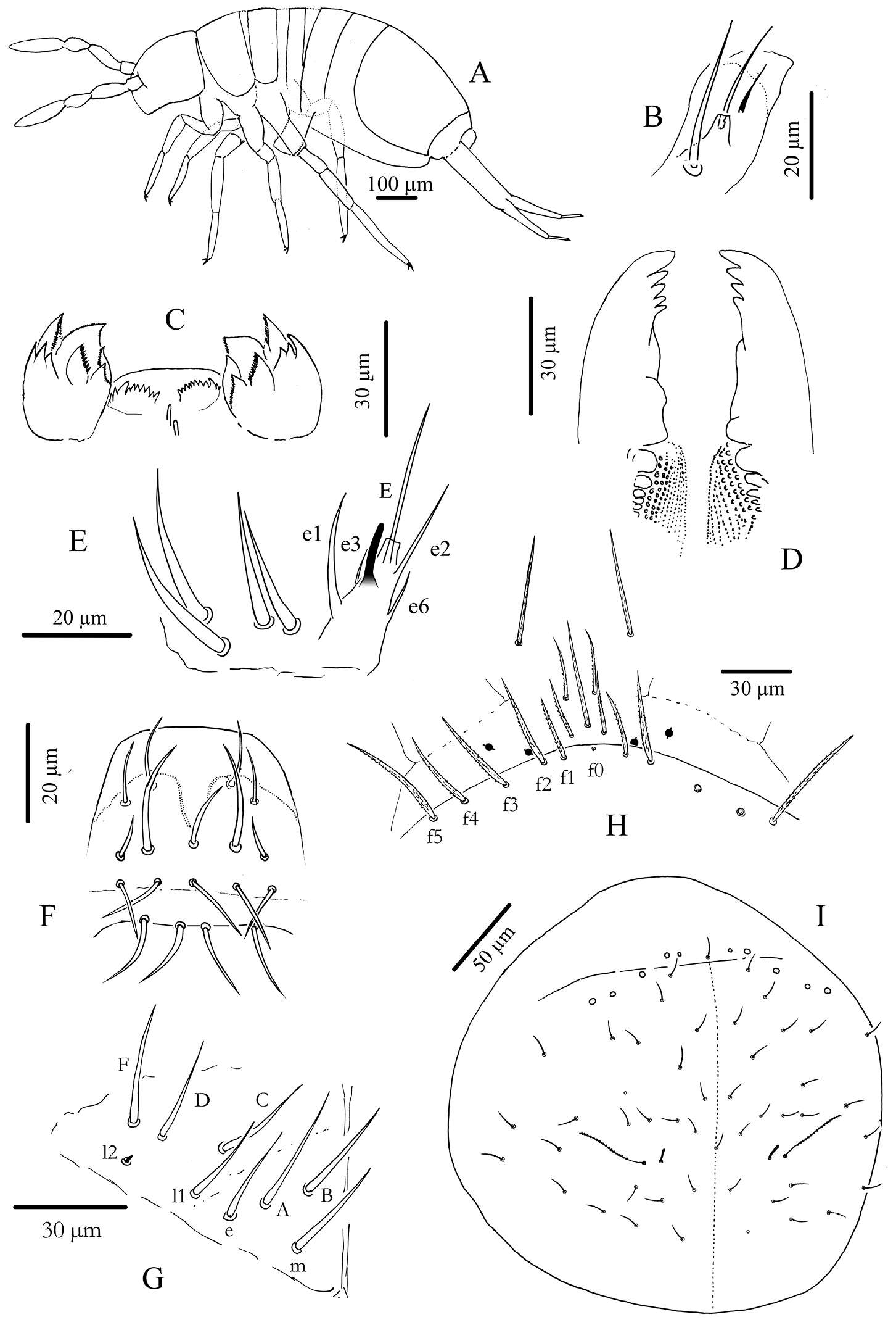 صورة Cyphoderidae