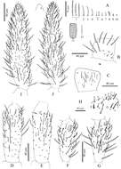 Image of Cyphoderus songkhlaensis Jantarit, Satasook & Deharveng 2014