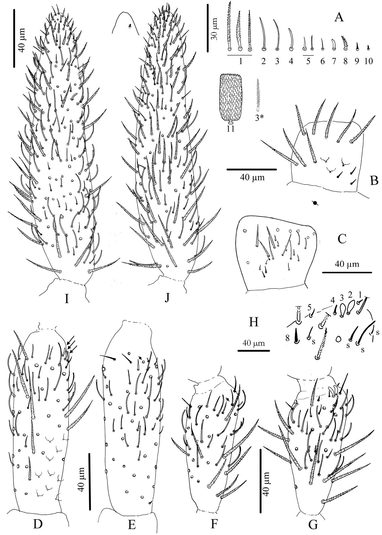 Plancia ëd Cyphoderus songkhlaensis Jantarit, Satasook & Deharveng 2014