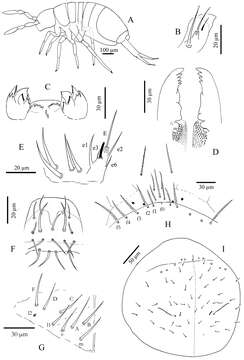 Plancia ëd Cyphoderus khaochakanus Jantarit, Satasook & Deharveng 2014